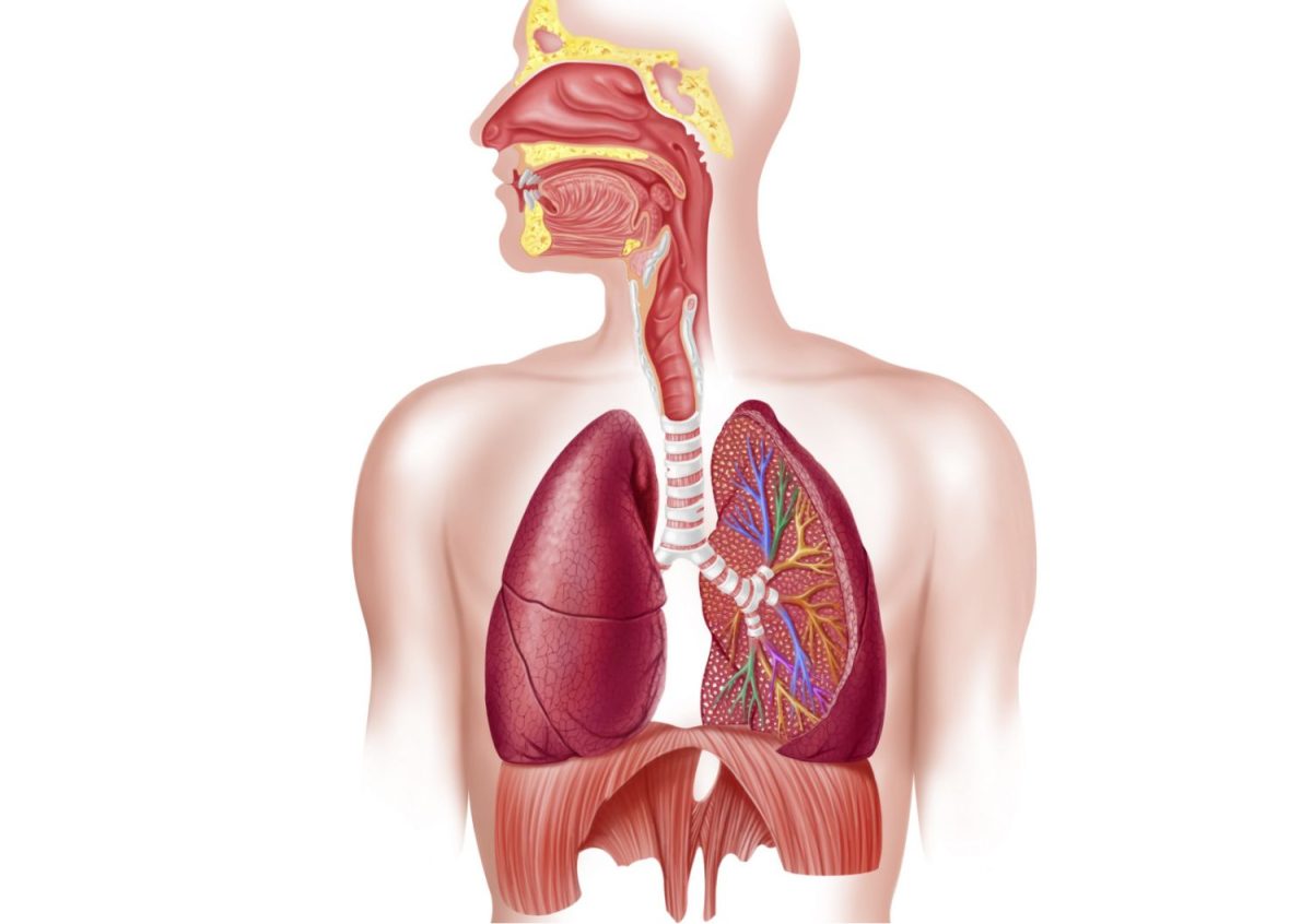 respiratory_system-578d72f73df78c09e96906ff-1200x846.jpg